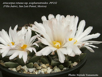 Ariocarpus Furfuraceus v Las Palmas Mexican Cacti Succulent 10 Seeds